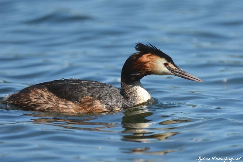 Grèbe huppé St Feliu4.JPG